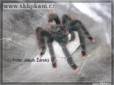 Avicularia_avicularia_avicularia